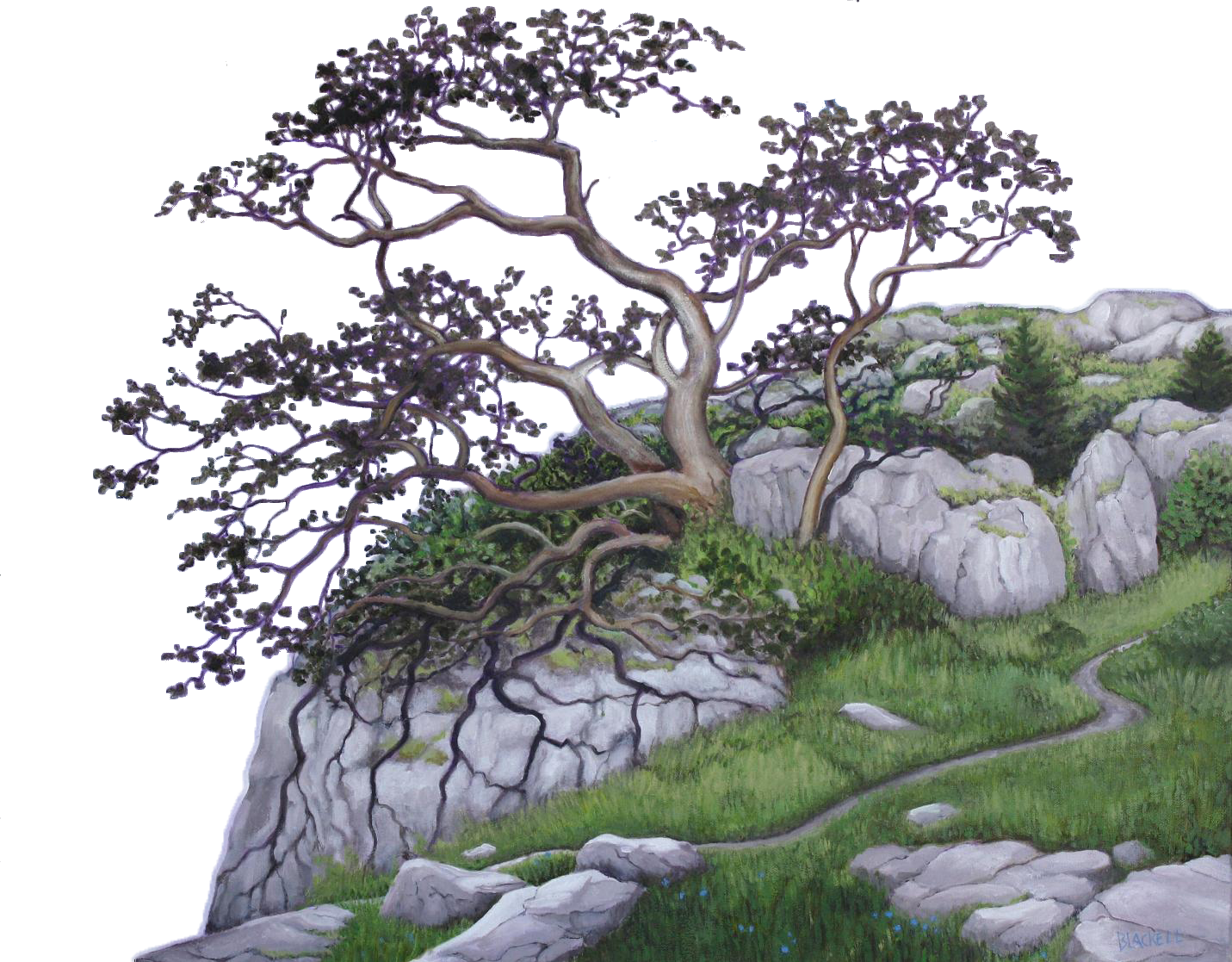 garry-oak